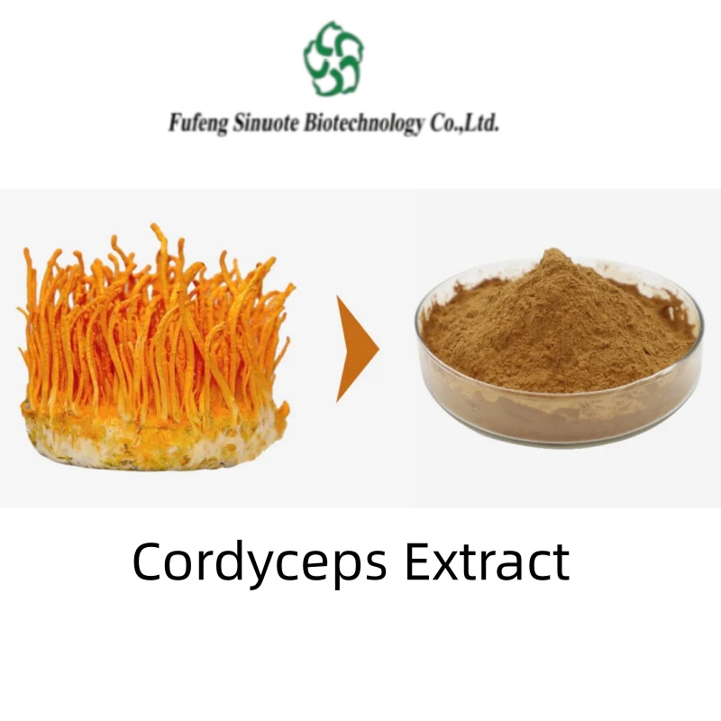 Cordyceps-Extract-Powder-for-Energy-and-Endurance-Boost Cordyceps-Extract-Powder-for-Energy-and-Endurance-Boost