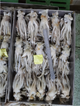 Frozen Squid Leftover Tentacles Nototodarus Sloanii 180-200g