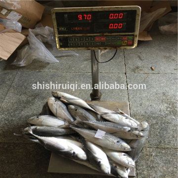 Fish hard tail scad whole round frozen seafood horse mackerel