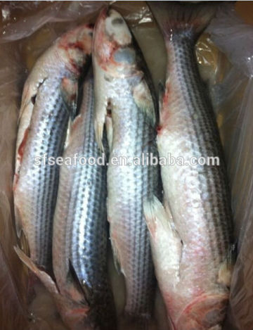 Mullet fish in good quality