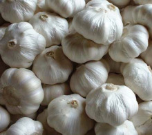 5.5cm frsh pure white garlic