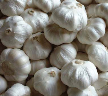 5.5cm frsh pure white garlic
