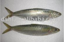 frozen sardine fish,frozen sardine fish ,for canned sardine ,
