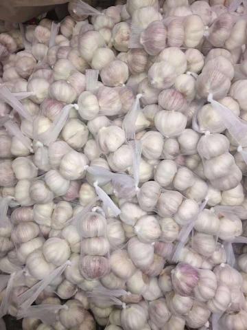 Healthy fresh garlic high quality natural garlic