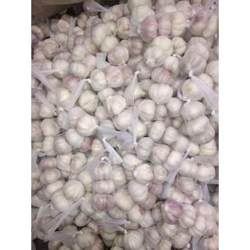 Healthy fresh garlic high quality natural garlic