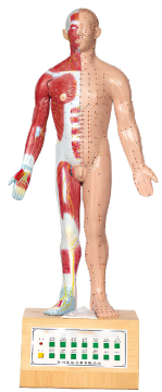 Electric model of Phone acupuncture point acupuncture