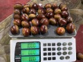 nuovo raccolto di castagne fresche