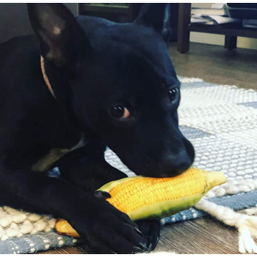 Realistisch uitziende piepende hond speelgoed