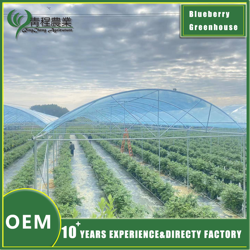 yaban mersini sera sistemi blueberries greenhouse system
