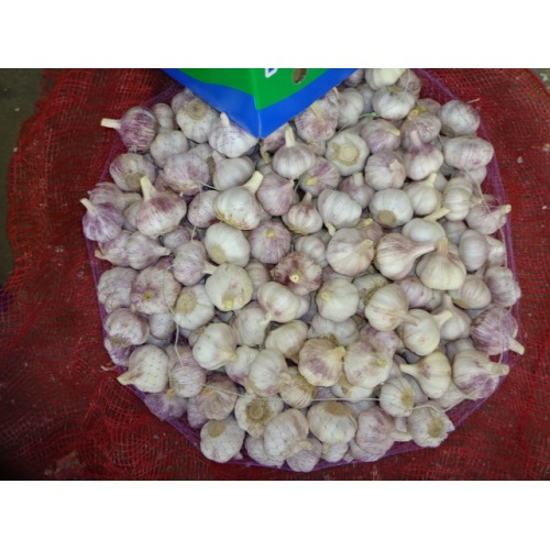 2020 New Season Normal White Garlic