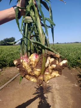 New Crop Fresh Ginger