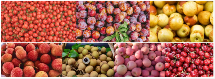 automatic fruit sorting machine
