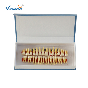 Dental granules education model