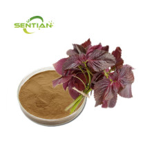 Perilla leaf Extract powder Sale