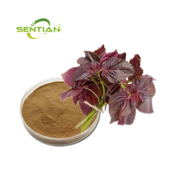 Perilla leaf Extract powder Sale