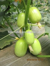High disease resistance cucumber seeds for growing-QQ