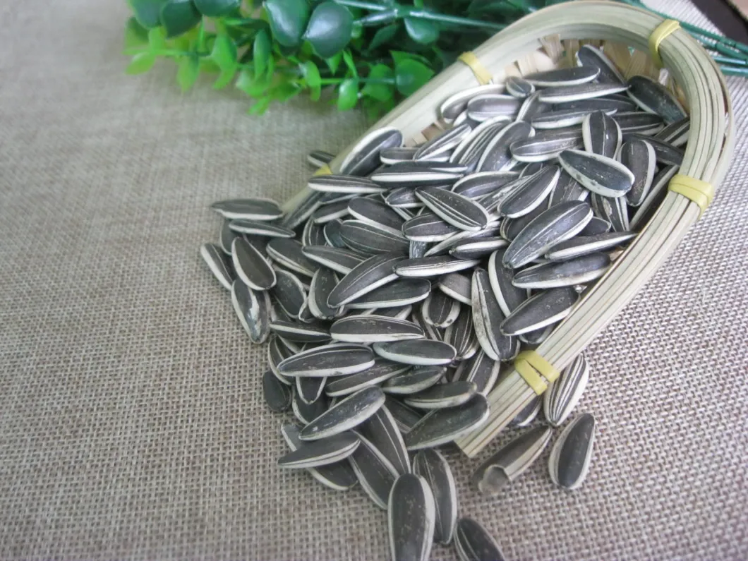 New Crop Sunflower Seeds From Shandong Guanghua Agricultural