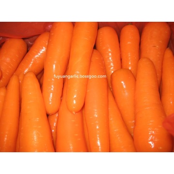 Buona carota squisita 2020