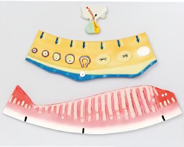 Menstrual cycle model