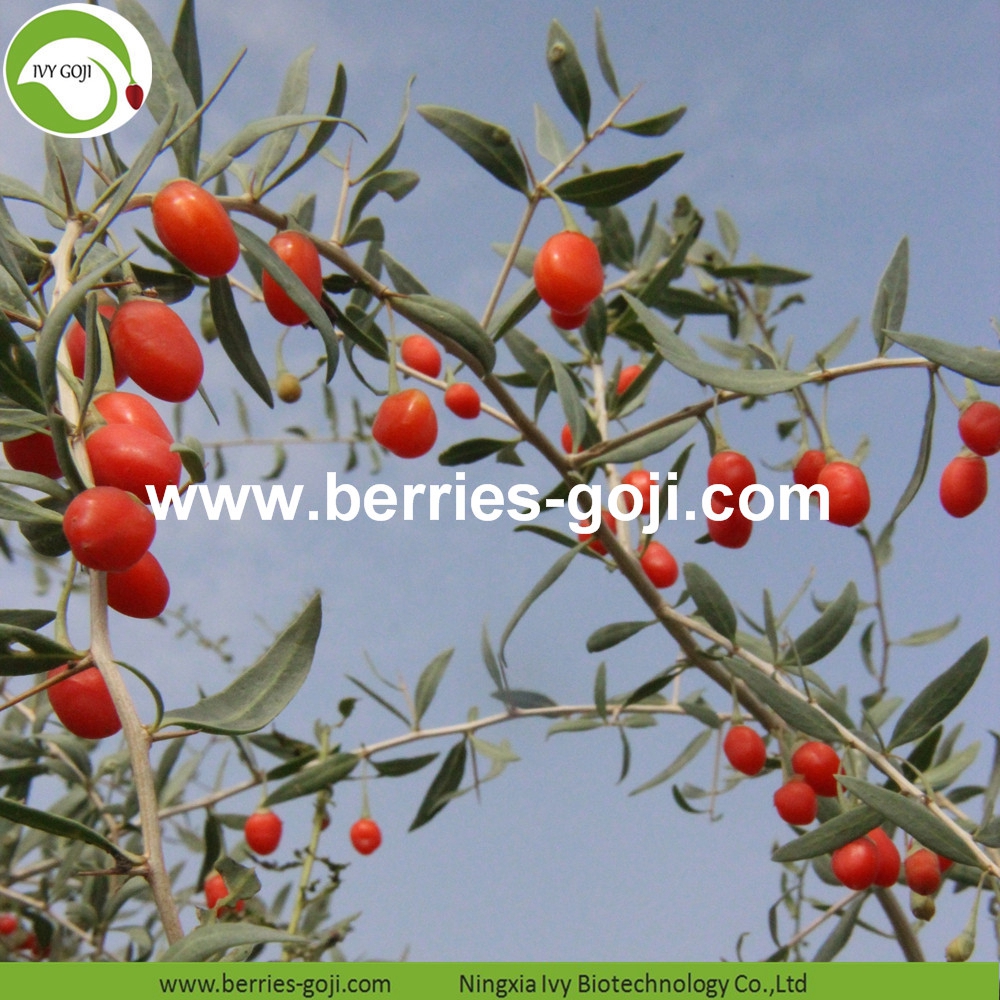 Bio-Goji-Beere organic goji berry