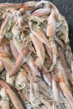 Frozen Small Squid Todarodes Pacificus