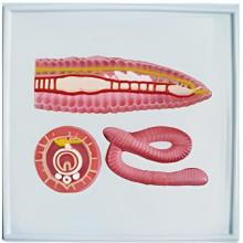 Earthworm relief model