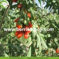 Factory Fruits Gedroogde geschenkpakket Goji Berry