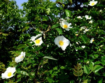 Top Quality Cherokee Rose Fruit Extract (Rosa laevigata Michx.)