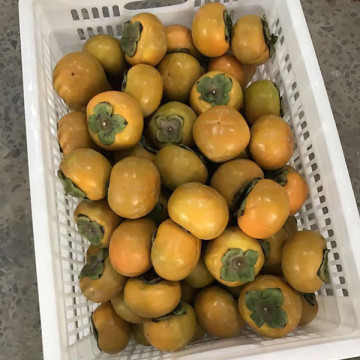 Fresh Sweet Persimmon Health