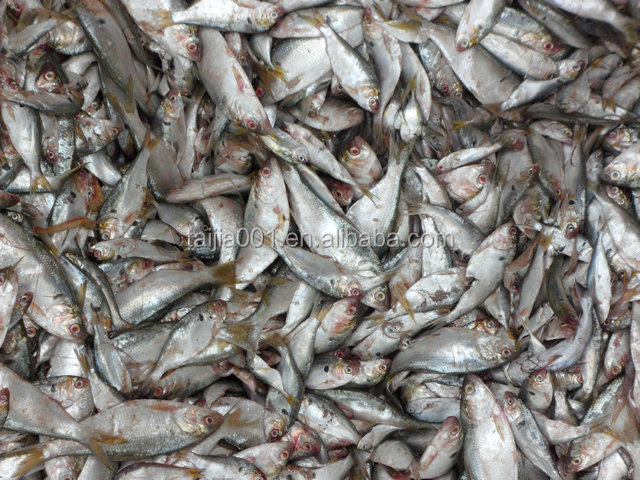 2020 Good Quality New Fish meal