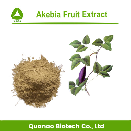Preço em pó de extrato de fruta Akebia 100% natural
