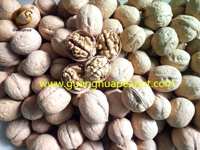 New Crop Walnut in Shell 2021 Good Quality 185