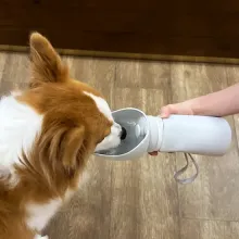 dog water bottle & bowl
