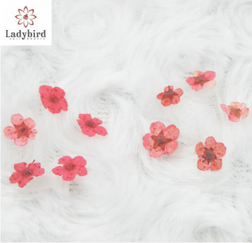 nail art dry flower, Nail Supplies for Nail Art of Stickers & Decals