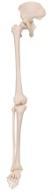 Lower extremity hip bone