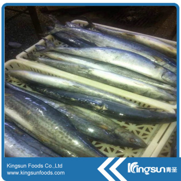 Good Price Frozen Spanish Mackerel