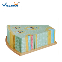 Plant Monocot Stem Structure Model