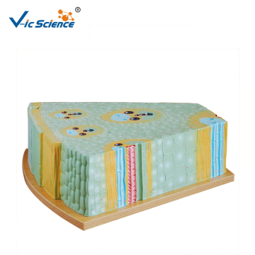 Plant Monocot Stem Structure Model