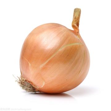 Quality fresh yellow onion new crop
