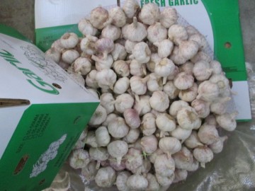 Normal Garlic 2020 Fresh Garlic