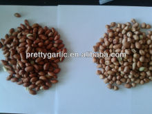 Indian peanut BOLD type crop 2012
