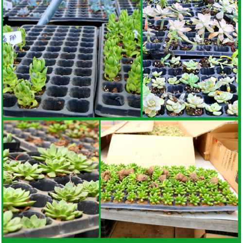 Plateau de germination des semis hydroponiques sans trous