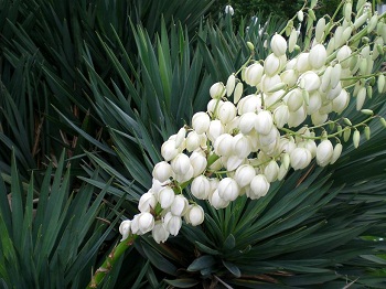 Yucca