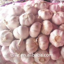 Fresh Garlic In Hot Sale