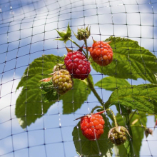 Plastic Net for Orcahrd Bird Netting Systems For Orchards Birds Nets For Catching Canary Birds