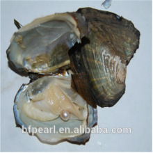 Wholesale 6*7cm Freshwater Pearl in Oysters Shell