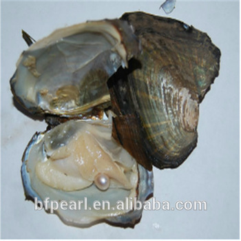 Wholesale 6*7cm Freshwater Pearl in Oysters Shell