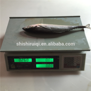 Frozen WR hard tail scad WR frozen hardtail scad for human use