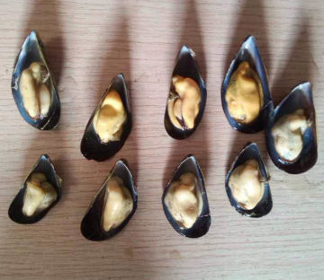 natural flavor hot sale frozen half shell mussels