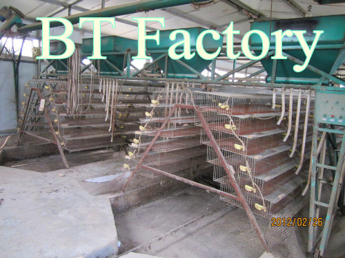 BT Factroy Hot-sale high quality metal layer quail cages for sale for South Africa